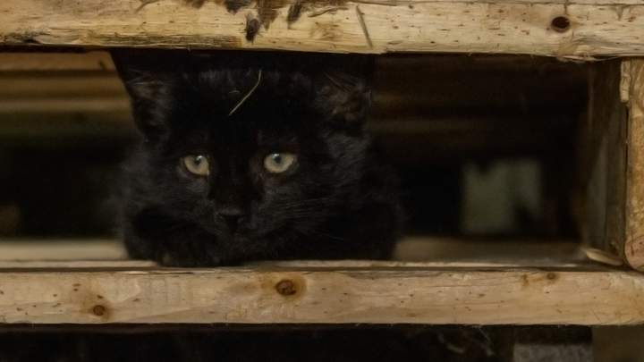 Black kitten in dim light, partially obscured